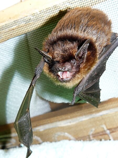 Fledermaus-Erfassung-Nord-Fledermaus