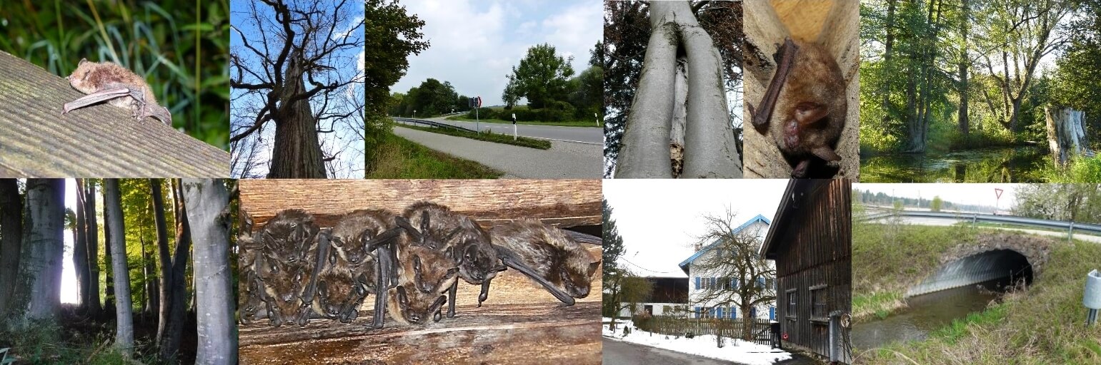 Fledermauserfassung und -gutachten